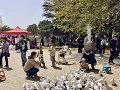 -洛阳郁金香牡丹园