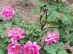 -仁和公园(顺义区)