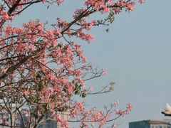 -莲花山公园