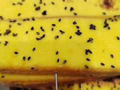 -胖姐活羊烧烤家乡菜(刘家桥店)