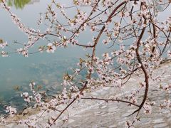 -桃花堤公园