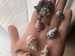 -贝壳沙滩