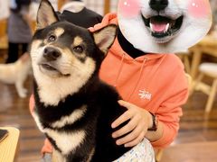 -豆柴町-柴犬主题狗咖(红鼎国际C座店)