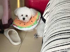 -心仪动物医院·牙专科·肿瘤·心脏科(西客站院)