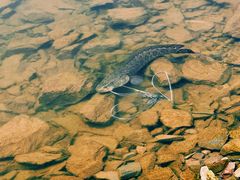 -新安江山水画廊风景区