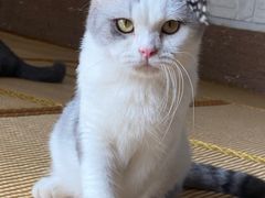 -泰国佛·塔罗·泰牌狐仙古曼