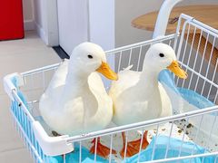 -怪兽屋·羊驼·猫咖·狗咖(俊华广场店)