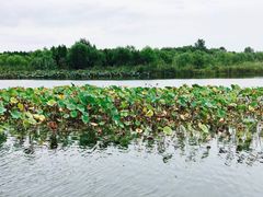 -溱湖国家湿地公园