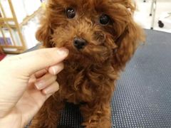 -多卡布奇宠物生活馆(上林世家店)