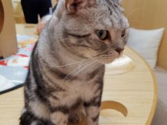 -猫和宫(六道口店)