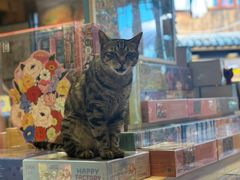 -猫的天空之城概念书店(丽江古城饮玉巷店)