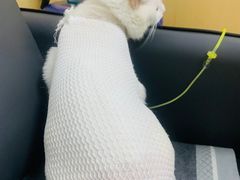 -康成宠物医院24H·CT·核磁共振