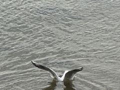 -深圳湾公园(南山区)