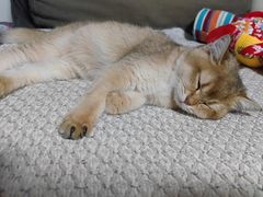 -猫十亿·布偶金渐层·曼基康矮脚猫舍(青年路店)
