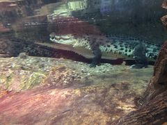 -迪拜水族馆及水下动物园