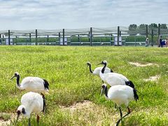 -盐城丹顶鹤湿地生态旅游区