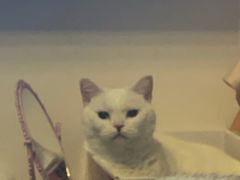 -豪客来牛排(成都锦江大融城店)