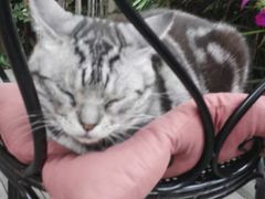 -海边的猫和咖啡馆