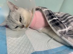 -达爱动物医院·犬猫分区·CT·复杂眼科(远洋山水分院)