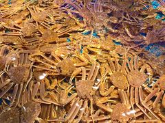 -驻海渔市(置信店)