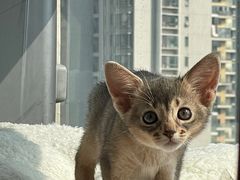 -嘉馨宠物医院·CT影像转诊·心脏科·犬猫全科诊疗中心(下沙大学城院区)