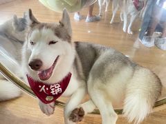 -Husky Go! 哈士奇体验馆·宠物咖啡厅狗咖