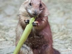 -正佳雨林生态植物园
