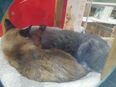 -喵屿·大理花园猫咖