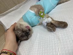 -北京观赏动物医院·24小时大型综合·猫专科·异宠专科