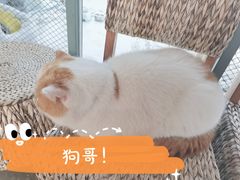 -喵屿·大理花园猫咖
