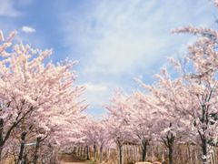 -西海岸生态观光园