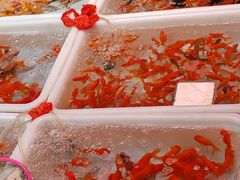 -清平路水族市场