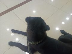 -小伙伴宠物医院•急重症转诊中心·老年专科·犬猫全科(北大街总院)