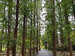 -东平国家森林公园