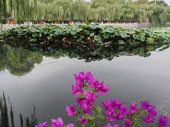 -百花洲