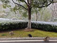 -南京市江宁方山