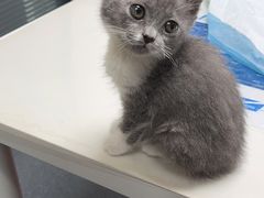 -伟伟宠物医院·CT影像中心·瑞派犬猫综合性门诊(汉口总院)