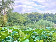 -荷塘月色湿地公园·向阳花洲