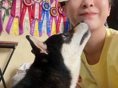 -柴犬高等学院·狗咖·柴犬售卖·宠物训练