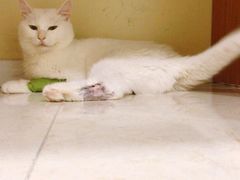 -喜多萌中农锦绣动物医院24H·猫科·牙科MRI·CT
