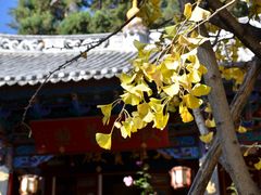 -寂照庵