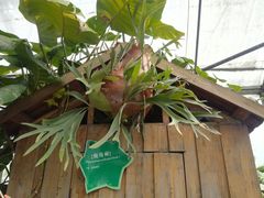 -东南花都花博园