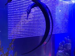 -上海海洋水族馆