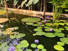 -国家植物园南园