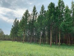 -塞罕坝国家级自然保护区