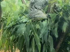 -广州长隆野生动物世界