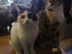 -平行世界·猫咖(首经贸店)