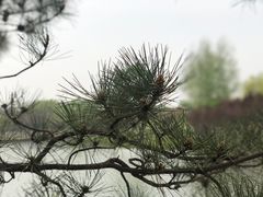 -大兴滨河森林公园