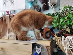 -平行世界·猫咖(首经贸店)