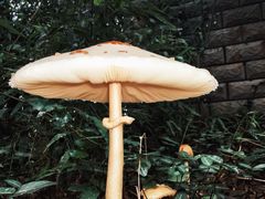 -杭州半山国家森林公园